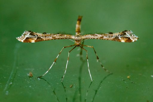 A macro of an insect on blurred green background