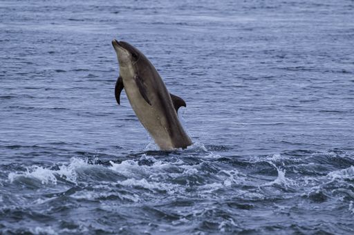 The view of a Bottlenose dolphin jumping out of the blue water