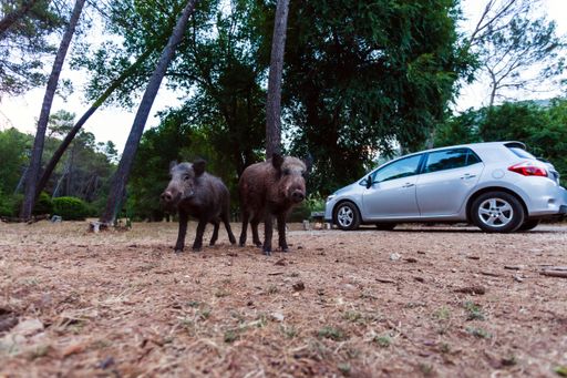 A closeup of wild boars in the Natural Park of the Sierras de Cazorla, Segura and the Villas, Spain