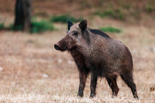 A closeup of a wild boar in the Natural Park of the Sierras de Cazorla, Segura and the Villas, Spain