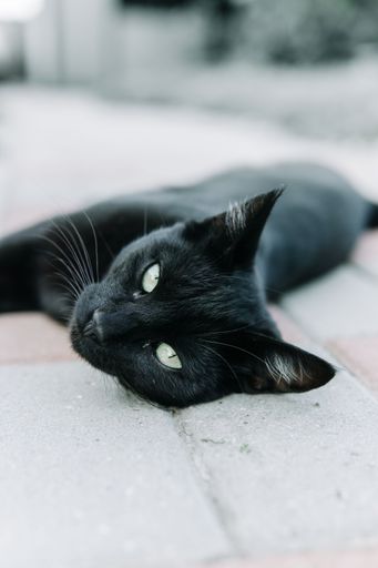 A vertical closeup shot of a black cat laying on the ground and staring at the camera