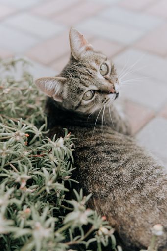 A vertical shot of a European shorthair cat staring at the camera with wild eyes