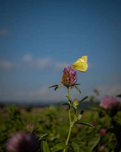 A vertical shot of a yellow butterfly perched on a clover in a meadow