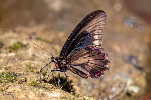 A macro shot of a polydamas swallowtail butterfly on a rock surface