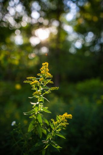 A vertical shot of the Giant goldenrod plant with blurred background of greenery