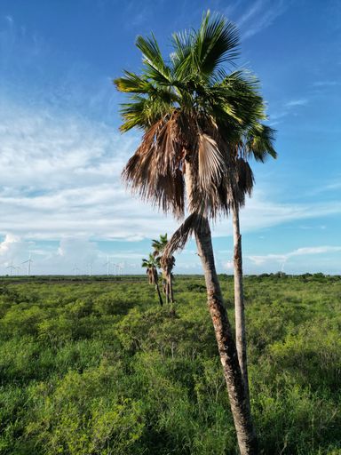 A closeup of palm trees in a field with wind turbines in the background on a sunny day