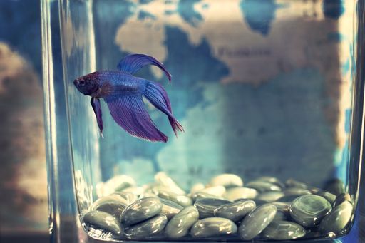 A selective focus shot of a blue betta fish in a fish tank with the world map in the background