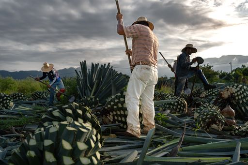 The farmers cutting agave plants in Tequila, Mexico, with a cloudy sky in the background