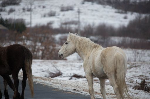 Two horses walking on an asphalt road with a background of snowy fields