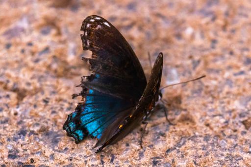 A closeup of a white admiral butterfly