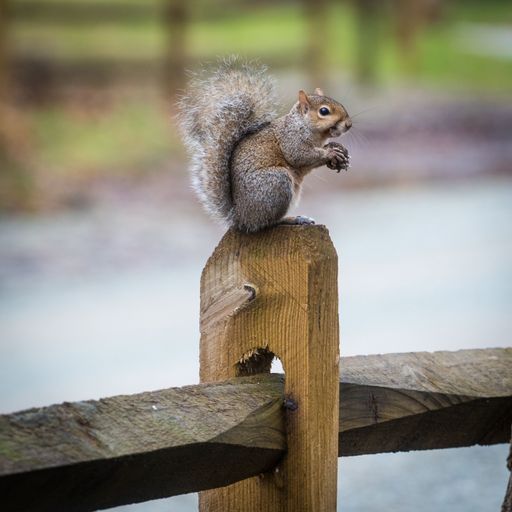 A closeup of an adorable brown squirrel perched atop a wooden fence post with a blurry background