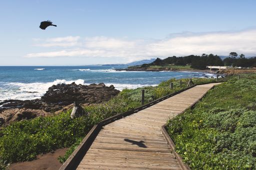 A black bird flying over the ocean near a wooden pathway during daytime