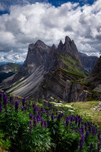 A beautiful vertical shot of flowers with rocks alongside, The Puez-Geisler Nature Park, Italy