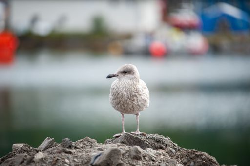 A selective focus shot of a gray seagull perched on a rock