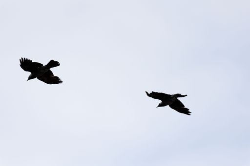 The two common ravens (corvus corax) in flight