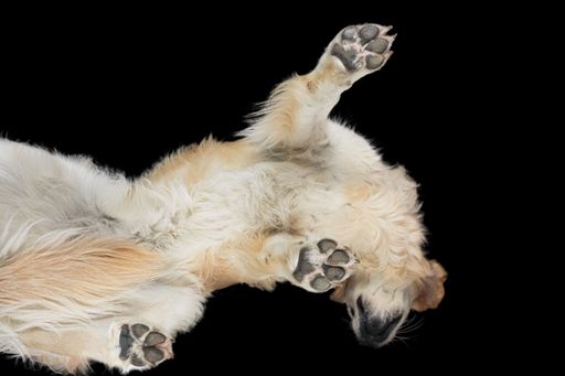 A low angle shot of a cute fluffy dog with paws standing on a clear surface on a black background