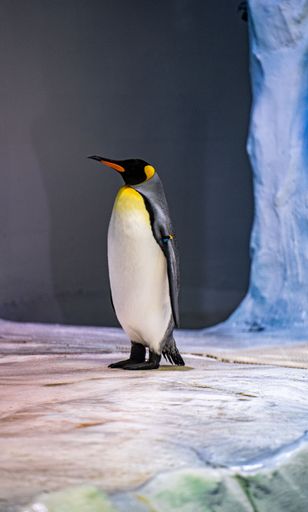 A cute penguin on the iced park of the zoo