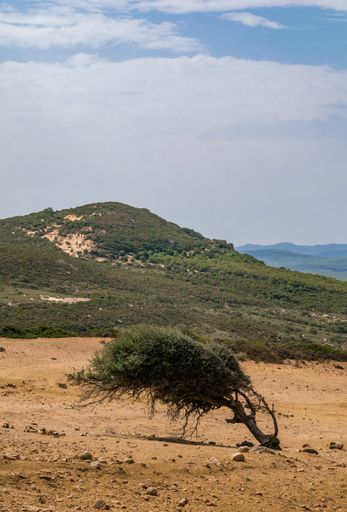 A vertical shot of rocky cliff formations and green trees on a sandy shore in Tunisia