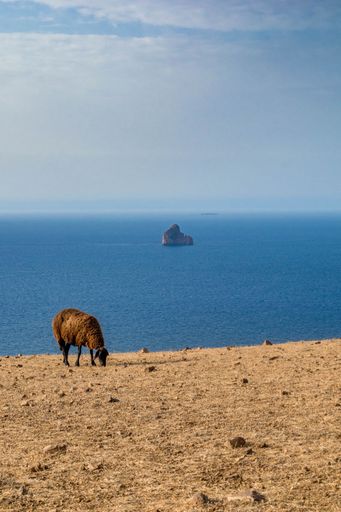 A vertical shot of a brown sheep grazing on a dry field near the shore of Kef Abbed, Tunisia