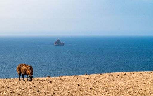 A beautiful shot of a brown sheep grazing on a dry field near the shore of Kef Abbed, Tunisia