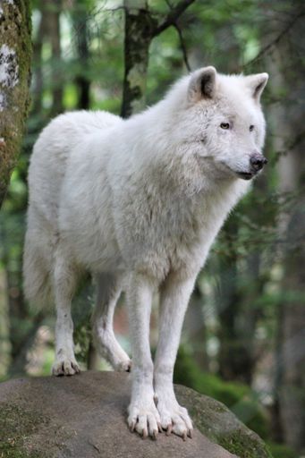 A vertical shot of an Arctic wolf