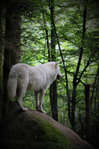 A vertical shot of an Arctic wolf
