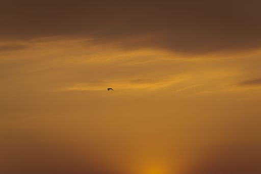 A sunset orange sky scene with flying bird and dark clouds