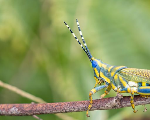 A closeup of a painted grass hopper with its blue eyes