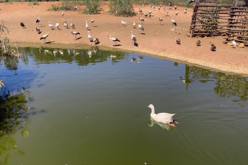 White goose swimming on the water with stork birds standing
