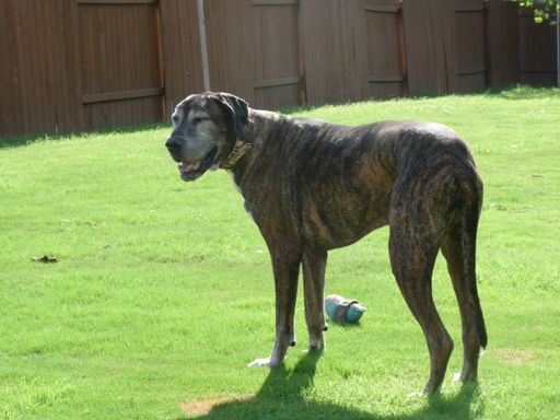 A closeup shot of a Great Dane dog enjoying the sun in the yard with greenery around