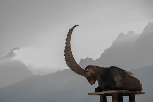A beautiful closeup of an Alpine Ibex on a misty background
