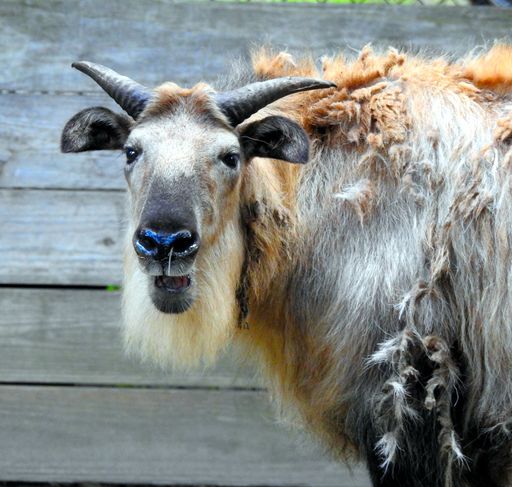 Large mammal Sichuan Takin looking at camera face and horns