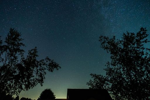 A silhouette of tree branches against a beautiful starry night