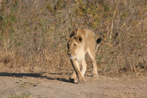 A beautiful shot of lion on dry grassy field in Sabi Sands Reserve South Africa Ulusaba