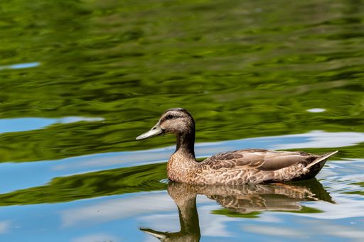 A closeup shot of a brown mallard duck swimming on a lake