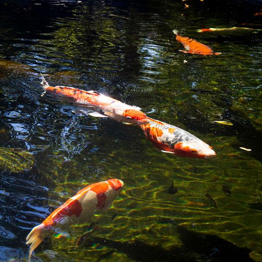 The orange and white koi fish swimming in the pond