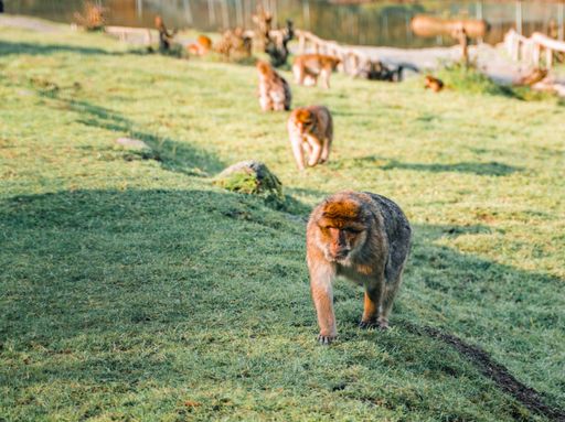 A view of Barbary macaques resting in a garden on a sunny day