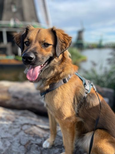 A vertical closeup shot of an adorable domestic brown dog on a lake shore