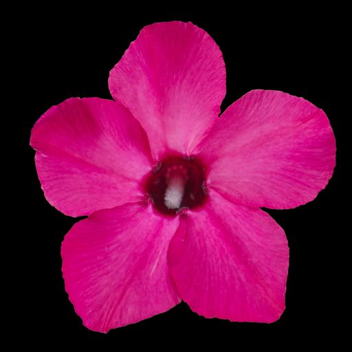 A closeup shot of Adenium flower isolated on black background