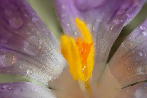 A macro shot of crocus with water drops