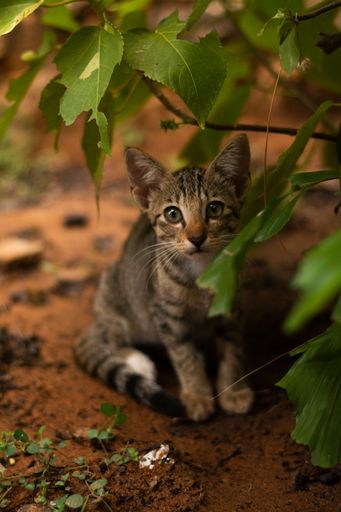 A vertical shot of a cat trying to hide behind a plant in a garden