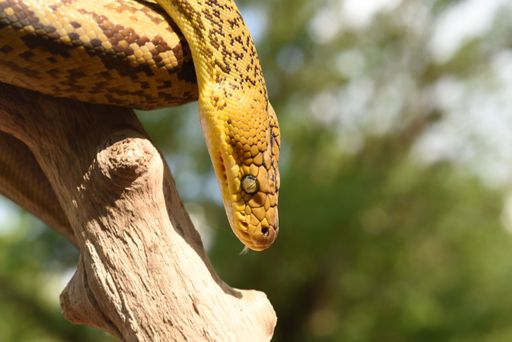 A closeup shot of a Timor Python (Malayopython timoriensis) crawling on a tree