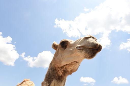 A low angle shot of a camel against the sunny sky