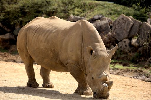Southern white rhinoceros at Colchester zoo
