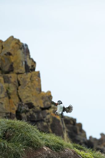 A vertical shot of a puffin in the air landing on a rocky cliff in Iceland