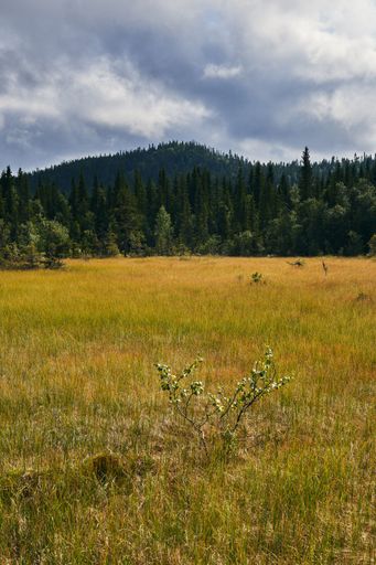 A vertical shot of grassland on the foot of a mountain on a cloudy sky in Toten, Norway