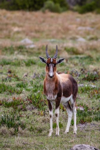 A vertical shot of Bontebok standing on grassland in a park