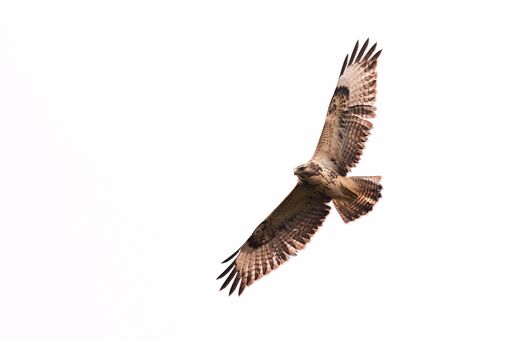 A photo of a common buzzard flying at full wingspan in front of a white background