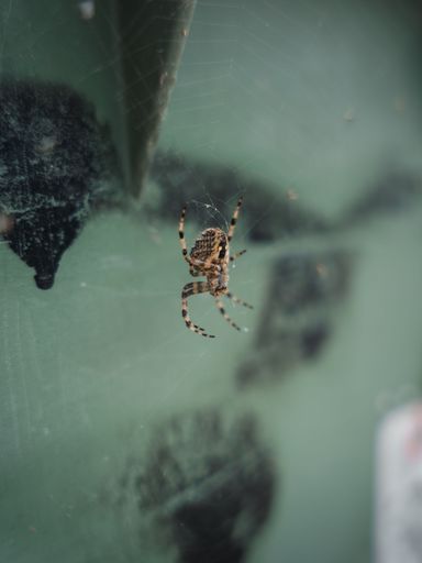 A closeup shot of a spider weaving a web