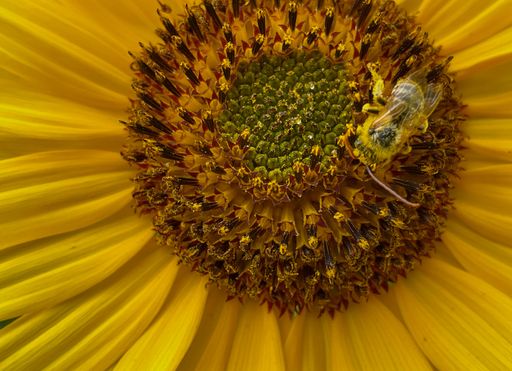 A closeup of bee sipping nectar from sunflower